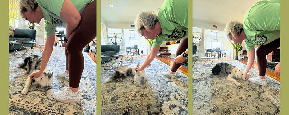 Roll Over - 10 Tricks To Exercise Your Dog - Rufus and Delilah