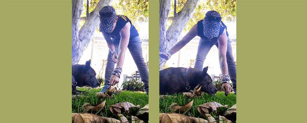 Crawl - 10 Tricks To Exercise Your Dog - Rufus and Delilah