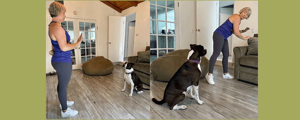 Find It - 10 Tricks To Exercise Your Dog - Rufus and Delilah