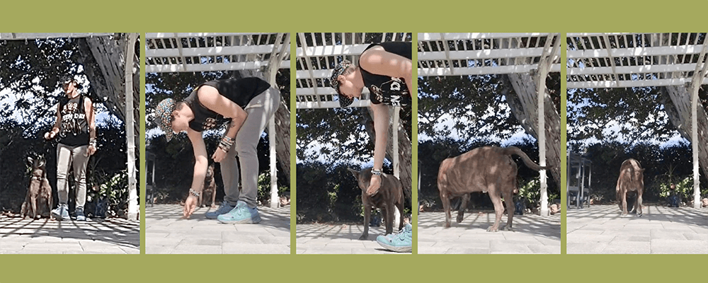 Leave it - 10 Tricks To Exercise Your Dog - Rufus and Delilah