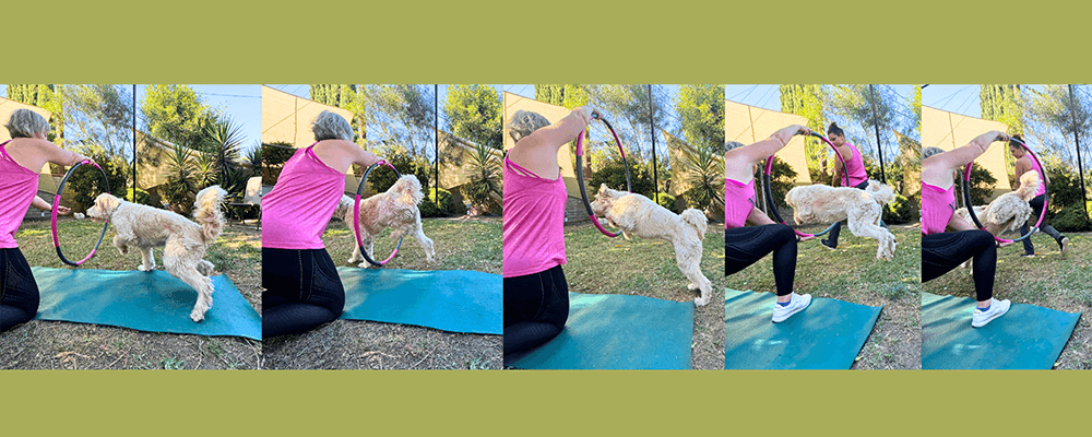 Hoop Jump Mod - 10 Tricks To Exercise Your Dog - Rufus and Delilah
