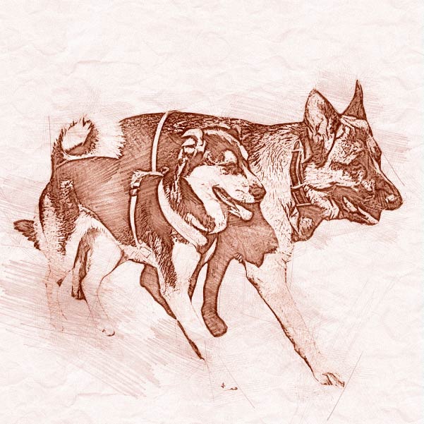 Dog Walking Sketch - Rufus and Delilah