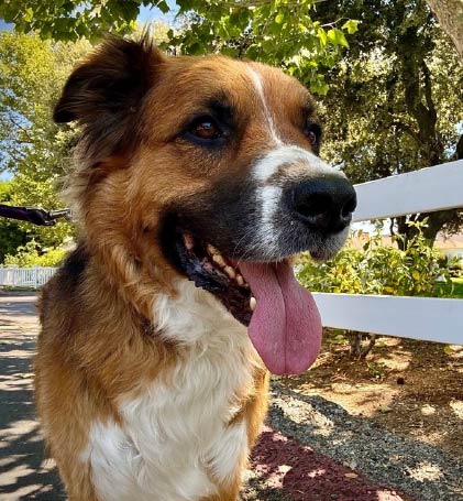 Professional Pet Sitting - Dogs - Rufus and Delilah
