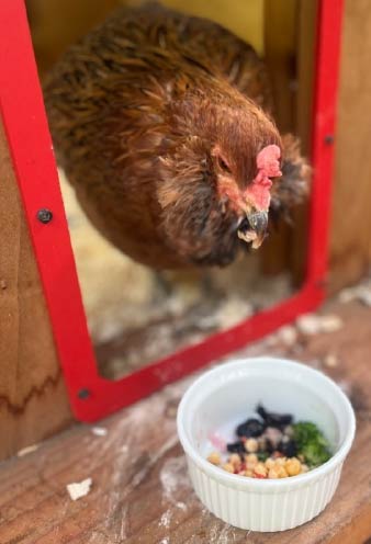 Professional Pet Sitting - Chicken - Rufus and Delilah