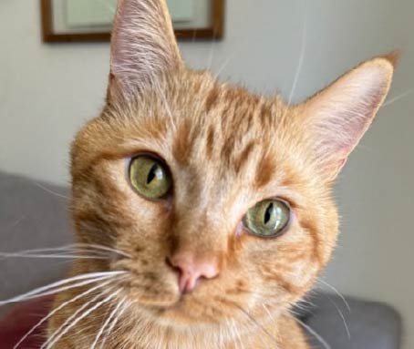 Professional Pet Sitting - Cats - Rufus and Delilah