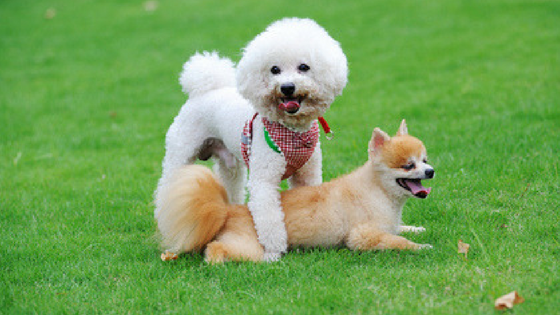 5 Popular Los Angeles Dog Parks