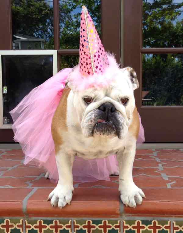 Celebrate Your Dogs Birthday