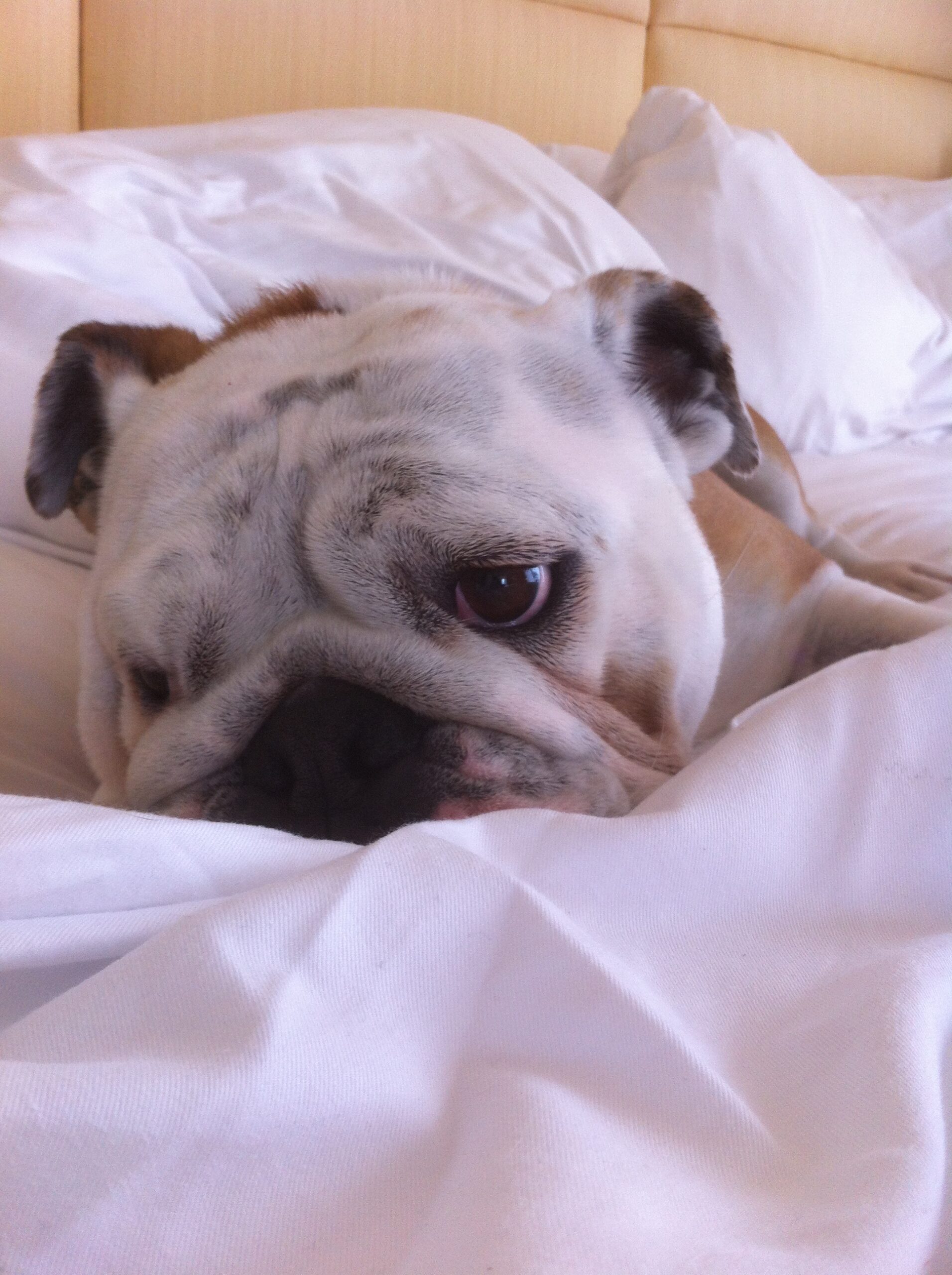 pet sitting in sherman oaks - dog lying in bed