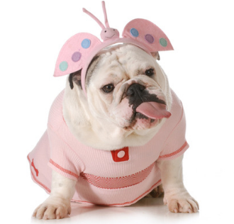 celebrate halloween with your dog