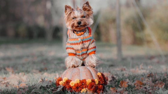 Celebrate Thanksgiving With Your Dog