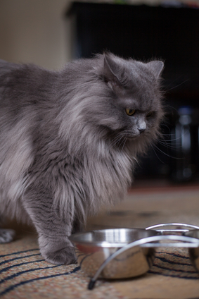 Things To Do Before You Bring Home A Cat