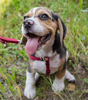 hire a dog walker hire a dog walker
