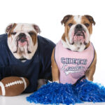 fun halloween costumes for your dog