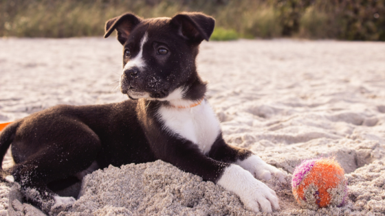 Dog Friendly Fall Activities - Rufus and Delilah