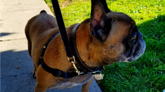 Dog Walking Must-Haves