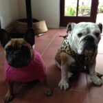 Dog Walker In Sherman Oaks Crazy Purchases - Dog Clothes