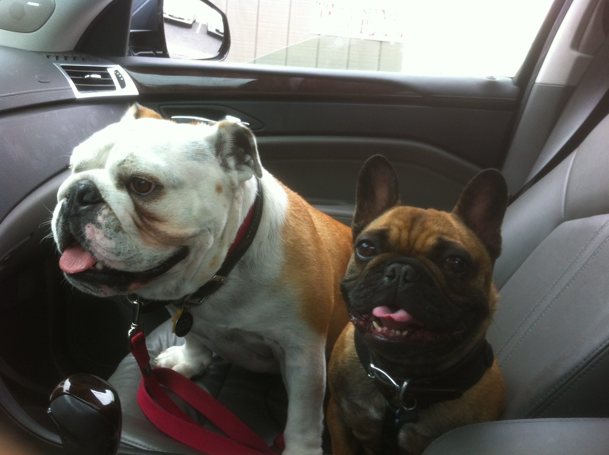 Spoiling Your Dog With A Daily Car Ride