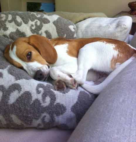 Top Five Most Common Dog Names Lucy