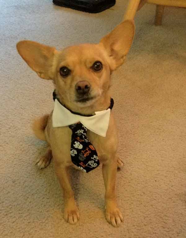 Top Five Most Common Dog Names Max