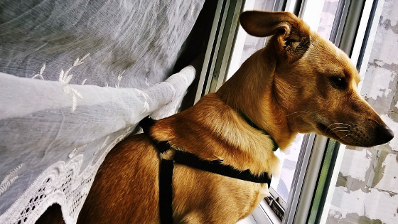 Prepare Your Dog For A Natural Disaster - Rufus and Delilah Dog Walking & Pet Sitting