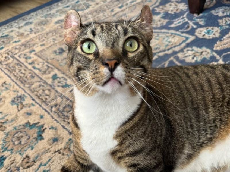 Pet Sitting - Rufus and Delilah