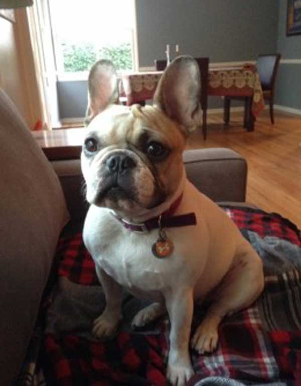 Top Five Most Common Dog Names Stella