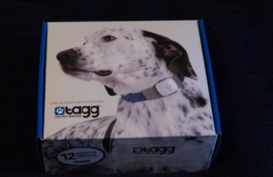 Stylish Valentine's gifts for dogs