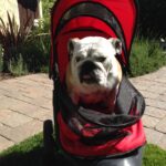Dog Walker In Sherman Oaks Crazy Purchases - Dog Stroller