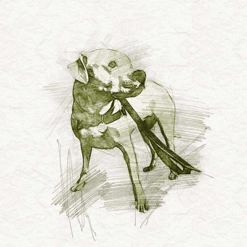 Dog Walking Sketch - Rufus and Delilah