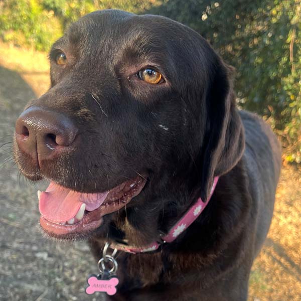 About Us - Our Pack - Rufus and Delilah